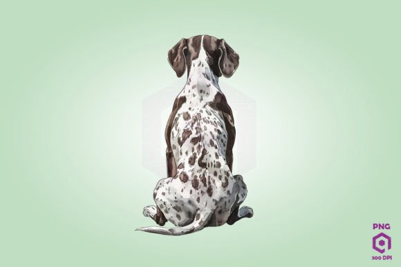 German Shorthaired Pointer S Back